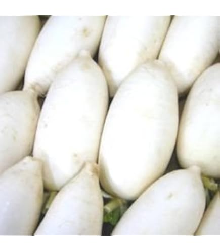 Amazon.co.jp: 薬味に最適 辛み大根 辛味大根 だいこん ダイコン 1箱